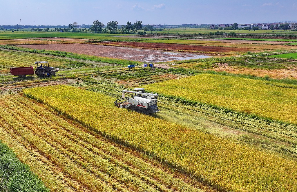 江西丰城：稻谷收割忙