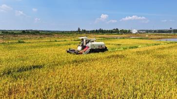 江西丰城：稻谷收割忙