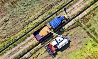 江西丰城：稻谷收割忙