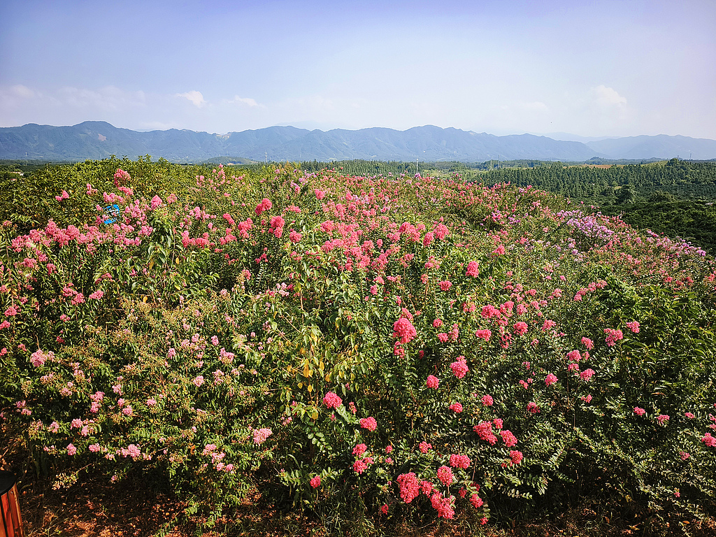 广西桂林：紫薇万亩花海迎来盛花期