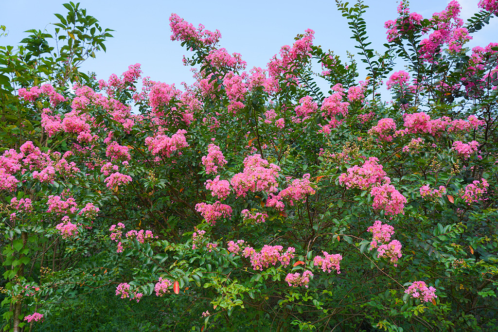 广西桂林：紫薇万亩花海迎来盛花期