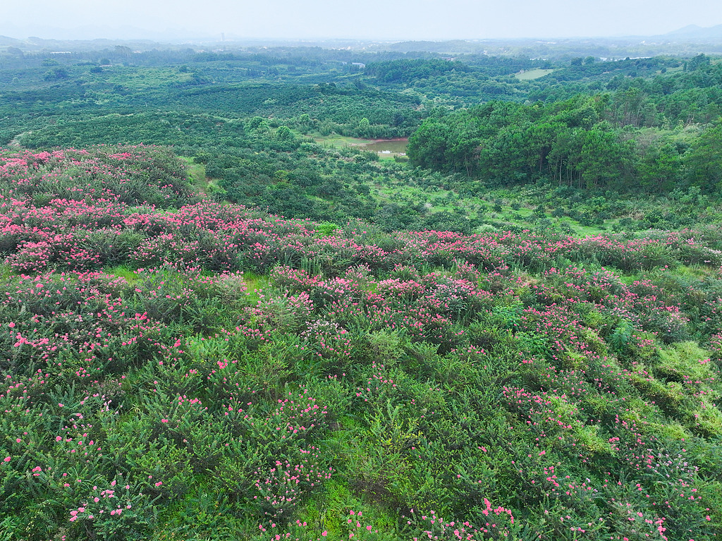 广西桂林：紫薇万亩花海迎来盛花期
