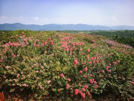 广西桂林：紫薇万亩花海迎来盛花期