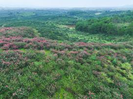 广西桂林：紫薇万亩花海迎来盛花期