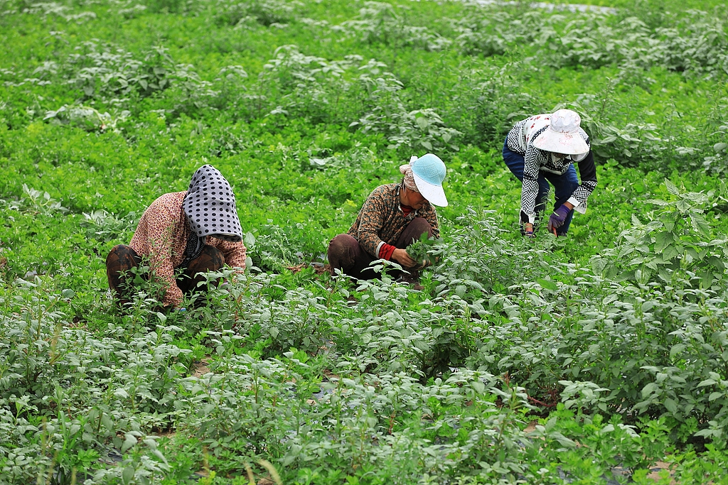 甘肃定西：菜农抢抓农时 进行田间管护和采收