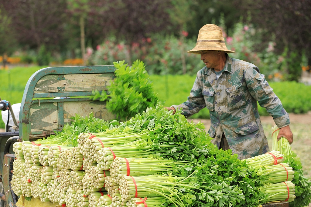 甘肃定西：菜农抢抓农时 进行田间管护和采收