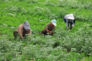 甘肃定西：菜农抢抓农时 进行田间管护和采收
