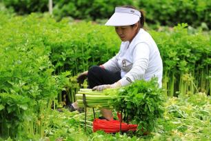 甘肃定西：菜农抢抓农时 进行田间管护和采收