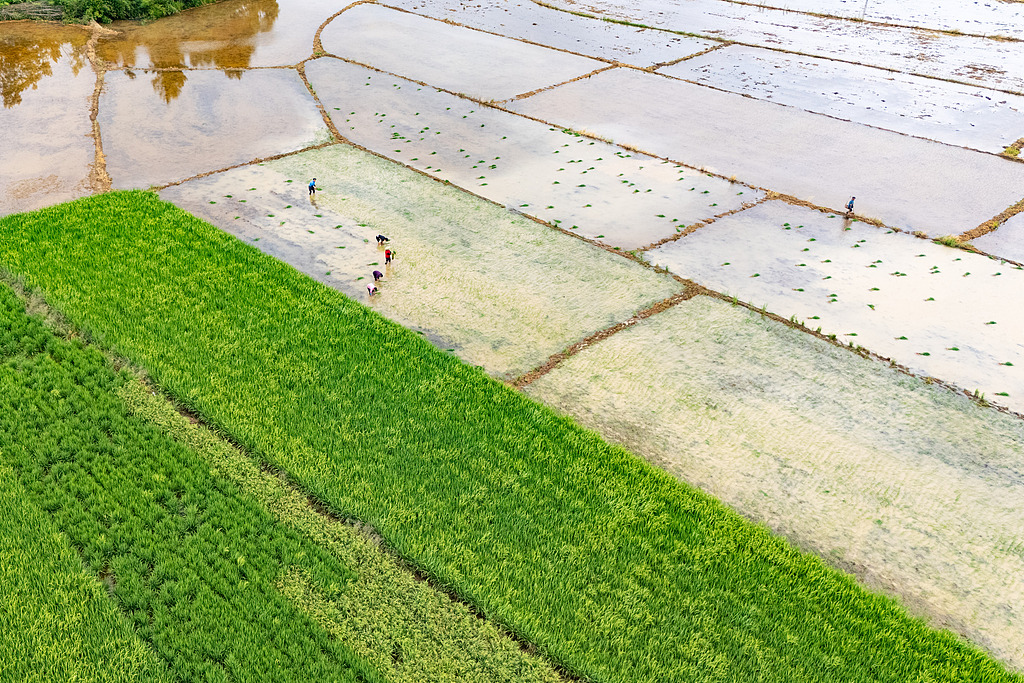 湖南永州：村民栽插晚稻秧苗