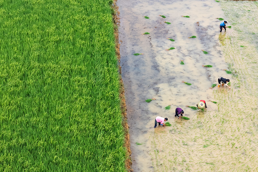 湖南永州：村民栽插晚稻秧苗