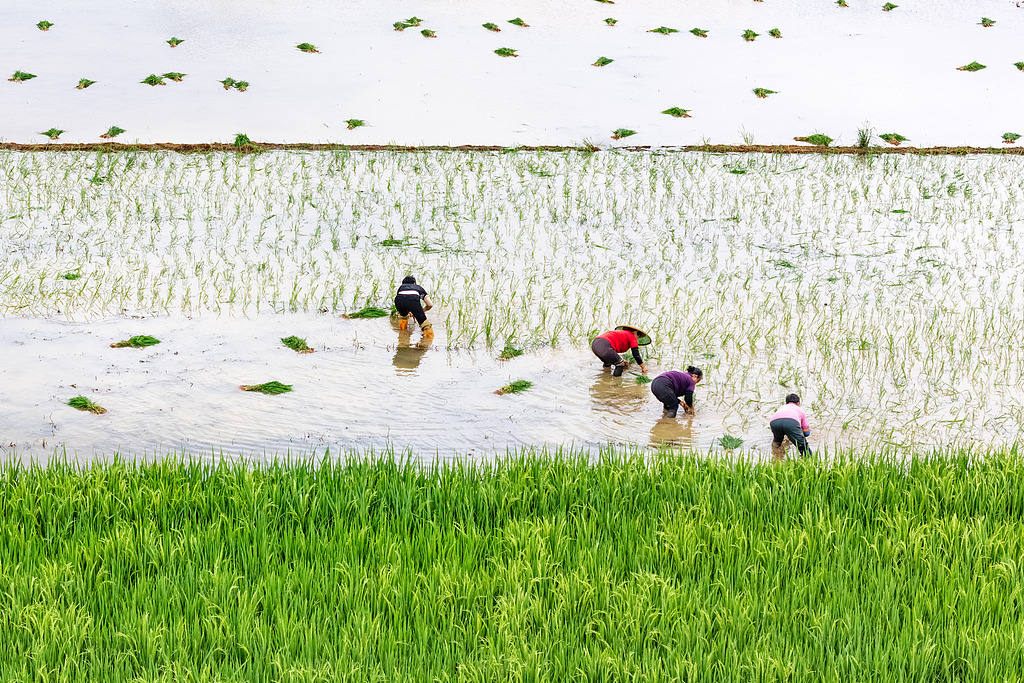 湖南永州：村民栽插晚稻秧苗