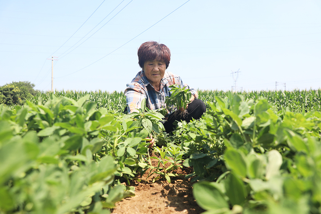 河北唐山：村民田间劳作