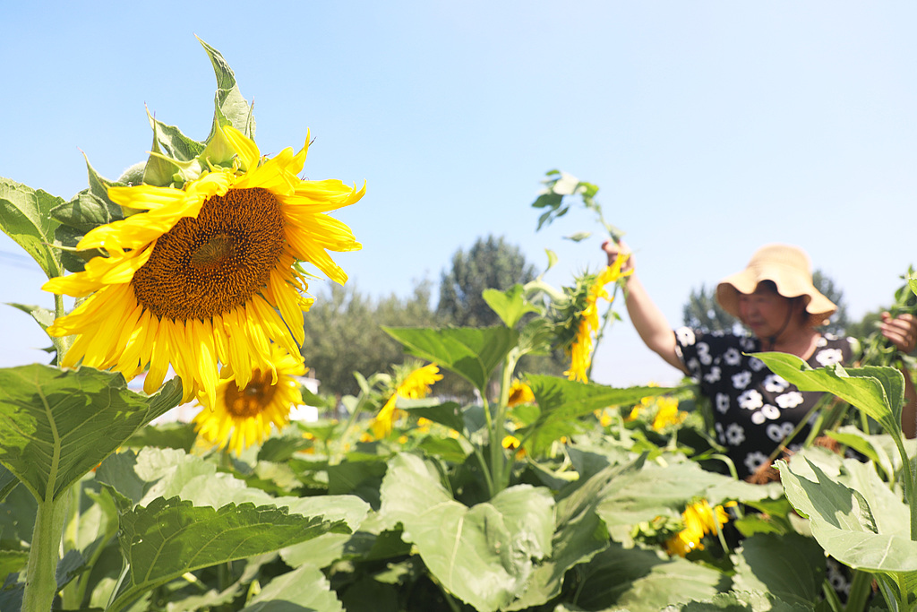河北唐山：村民田间劳作