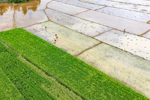 湖南永州：村民栽插晚稻秧苗
