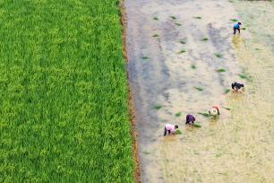 湖南永州：村民栽插晚稻秧苗