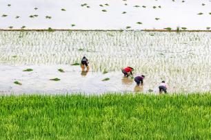 湖南永州：村民栽插晚稻秧苗