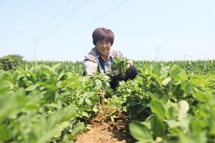 河北唐山：村民田间劳作