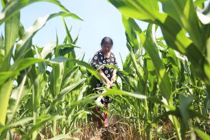 河北唐山：村民田间劳作