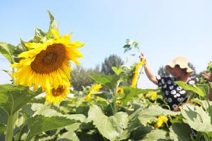 河北唐山：村民田间劳作