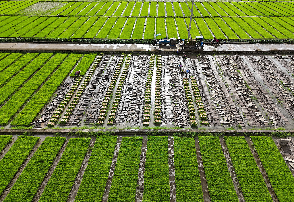 浙江乐清：农机翻耕稻田准备晚稻插秧