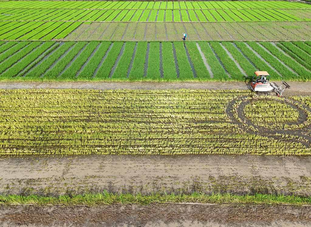 浙江乐清：农机翻耕稻田准备晚稻插秧