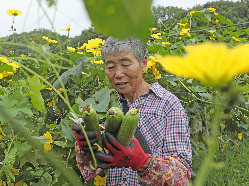 江西吉安：村民田间采收丝瓜