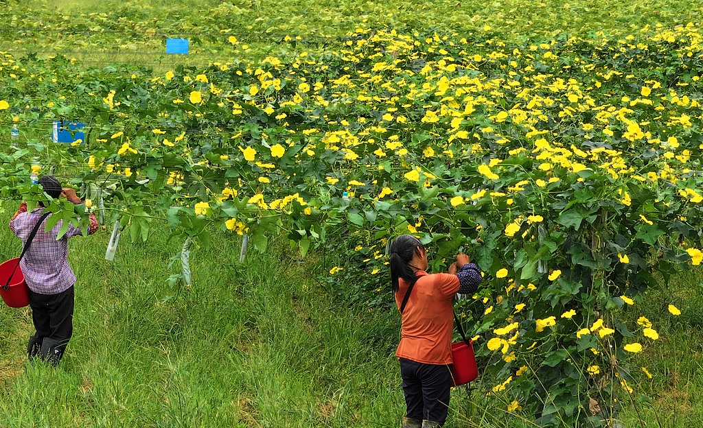 江西吉安：村民田间采收丝瓜