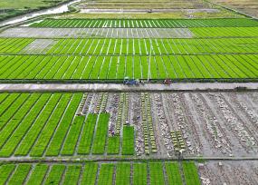 浙江乐清：农机翻耕稻田准备晚稻插秧