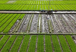 浙江乐清：农机翻耕稻田准备晚稻插秧