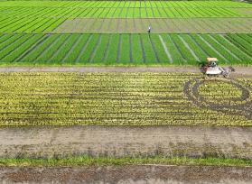 浙江乐清：农机翻耕稻田准备晚稻插秧