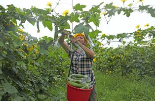 江西吉安：村民田间采收丝瓜