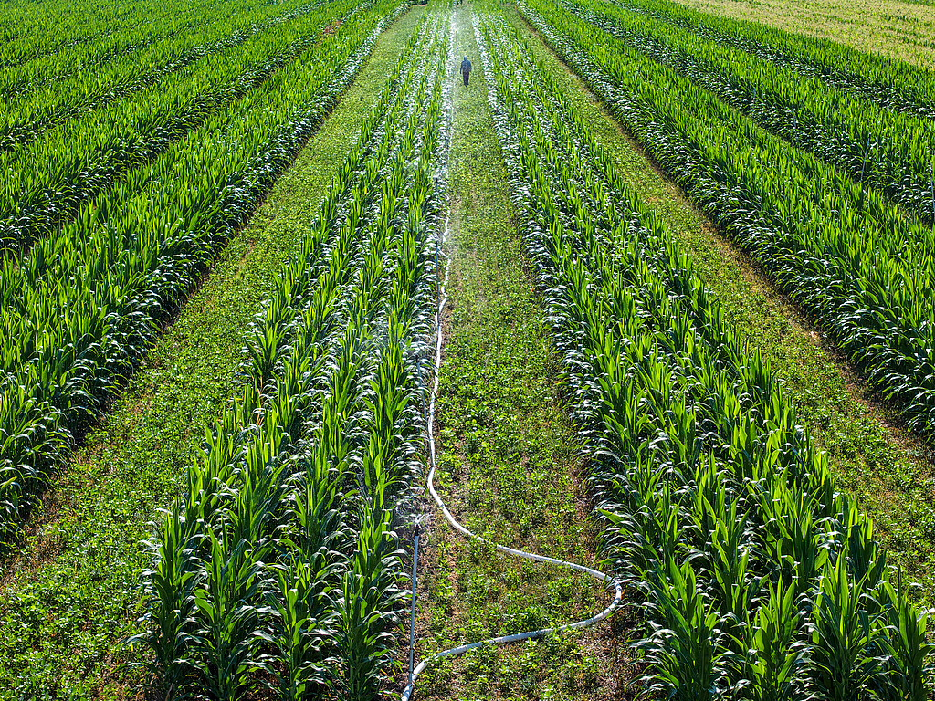 安徽亳州：农民对农作物进行施药灌溉