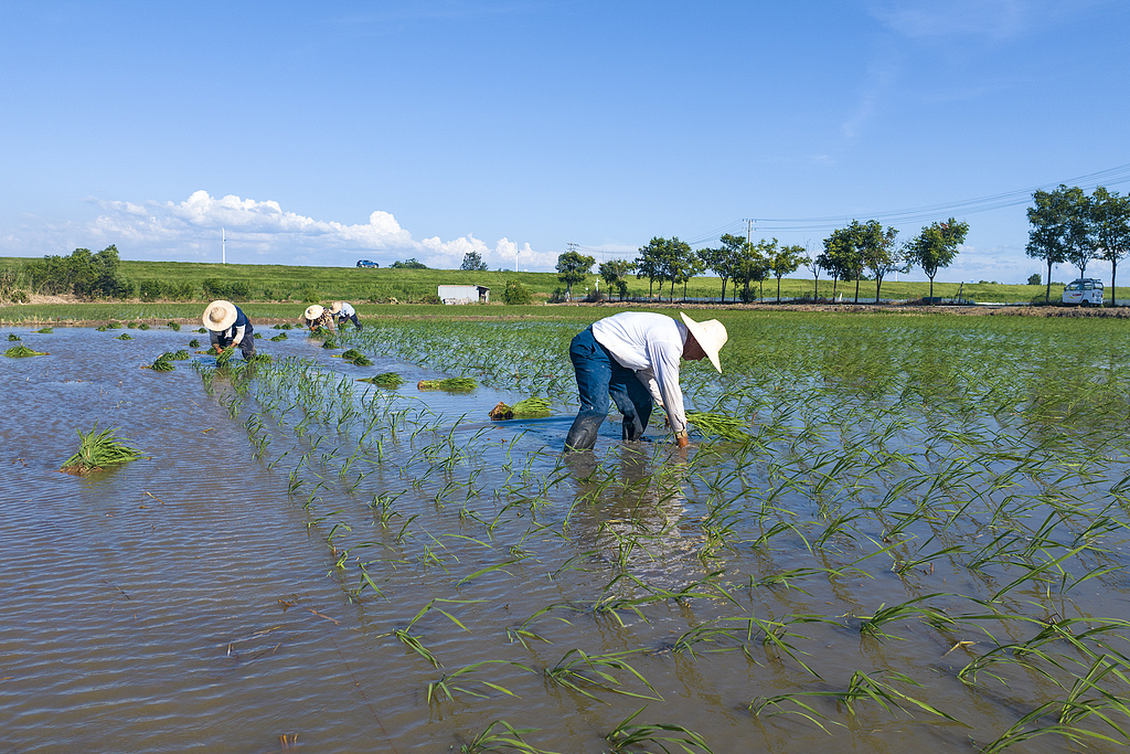安徽芜湖：农民田间栽种晚稻秧苗