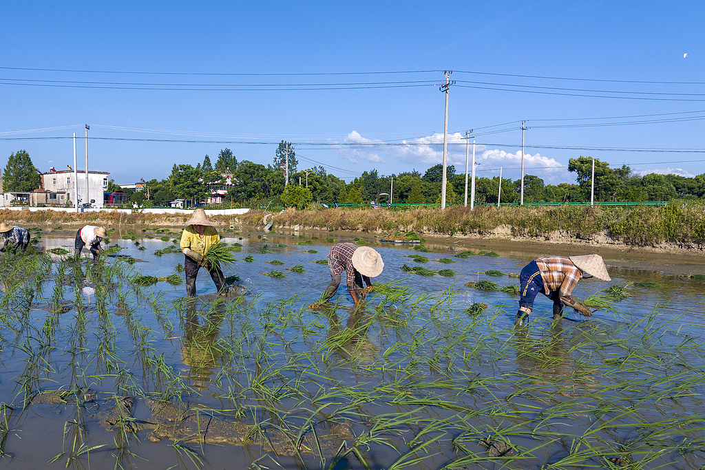 安徽芜湖：农民田间栽种晚稻秧苗