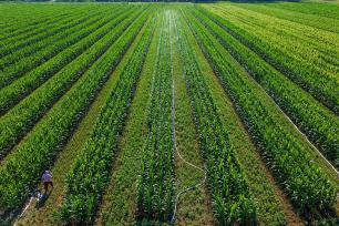 安徽亳州：农民对农作物进行施药灌溉