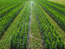 安徽亳州：农民对农作物进行施药灌溉