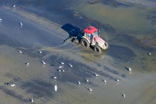 安徽芜湖：农民田间栽种晚稻秧苗