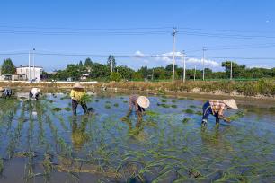 安徽芜湖：农民田间栽种晚稻秧苗