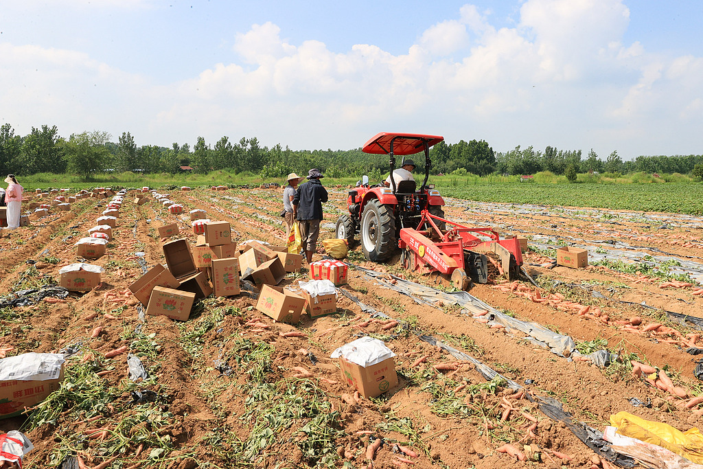 江苏连云港：农民对收获的蜜薯进行包装