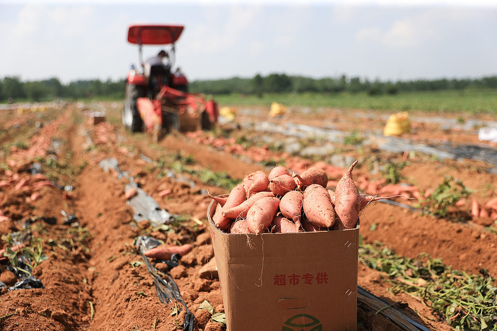 江苏连云港：农民对收获的蜜薯进行包装