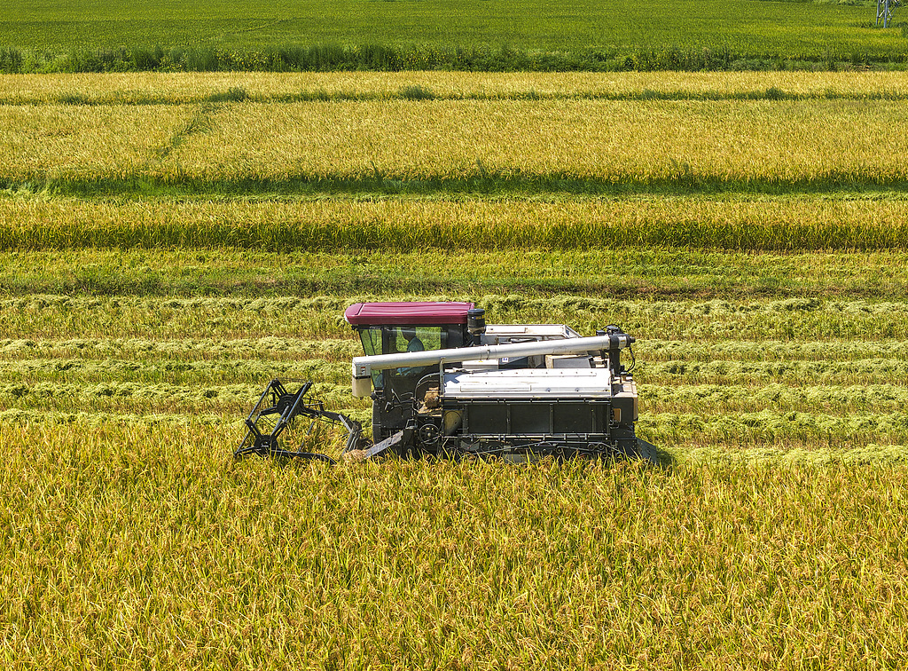 安徽芜湖：农民驾驶农机收割“再生稻”