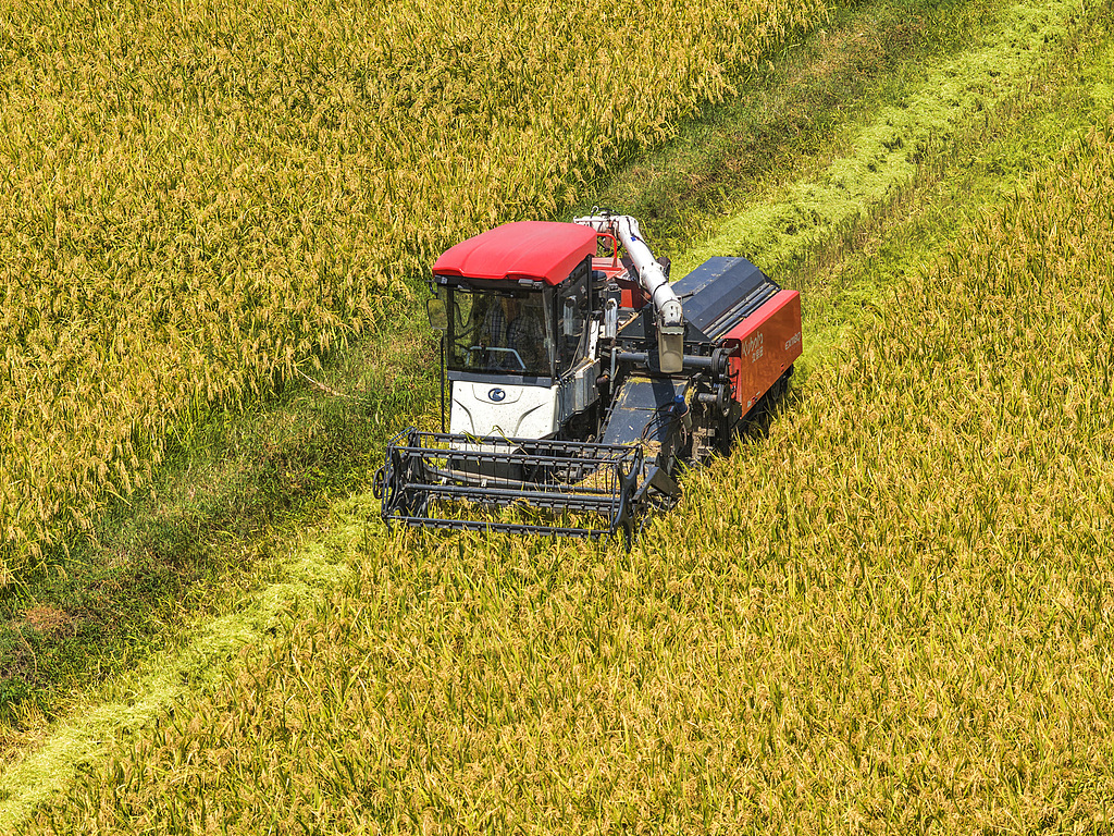 安徽芜湖：农民驾驶农机收割“再生稻”