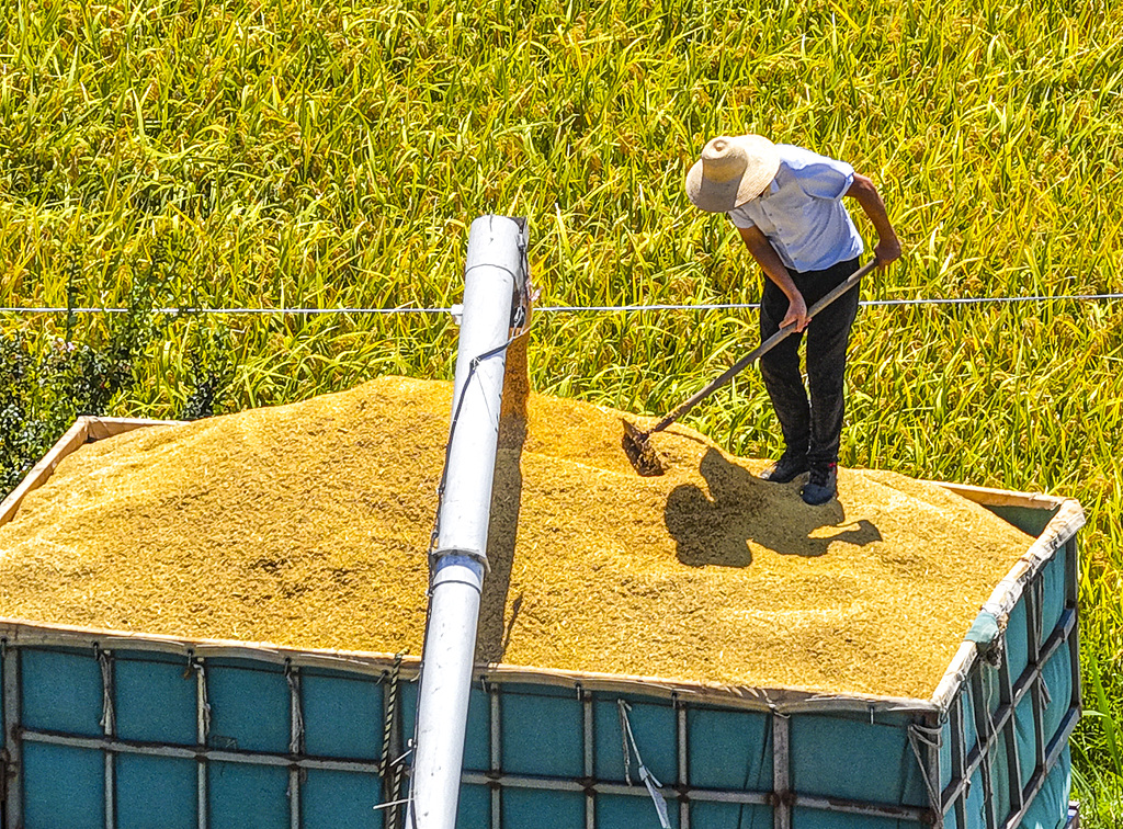 安徽芜湖：农民驾驶农机收割“再生稻”