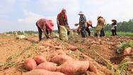 江苏连云港：农民对收获的蜜薯进行包装