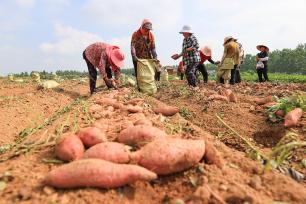 江苏连云港：农民对收获的蜜薯进行包装