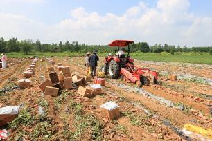 江苏连云港：农民对收获的蜜薯进行包装