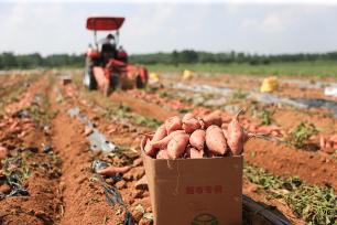 江苏连云港：农民对收获的蜜薯进行包装