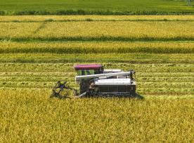 安徽芜湖：农民驾驶农机收割“再生稻”