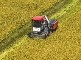 安徽芜湖：农民驾驶农机收割“再生稻”