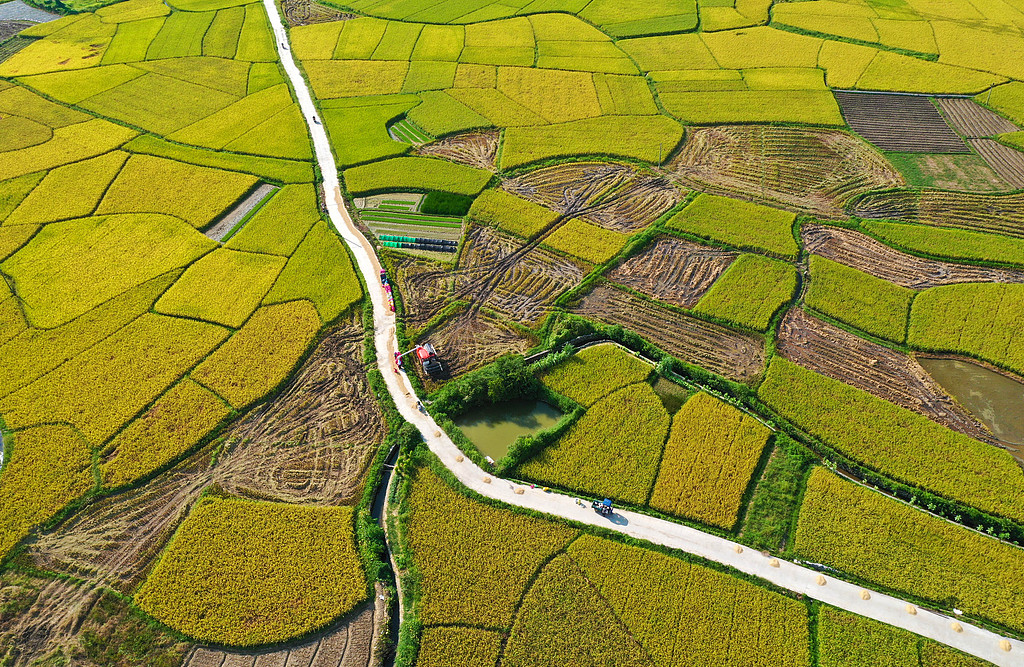 广西融水：村民驾驶收割机抢收早稻